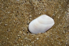 phpThumb_generated_thumbnail-16