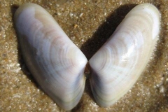 phpThumb_generated_thumbnail-17