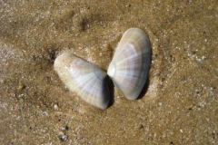 phpThumb_generated_thumbnail-18