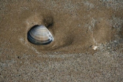 phpThumb_generated_thumbnail-20